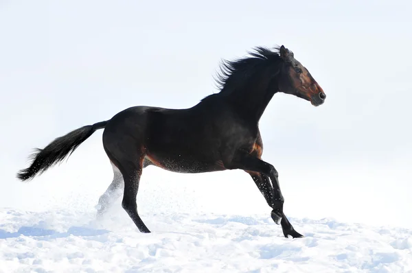 Hermoso caballo de la bahía corriendo en invierno — Foto de Stock