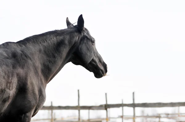 Cavalo no campo na distância — Fotografia de Stock