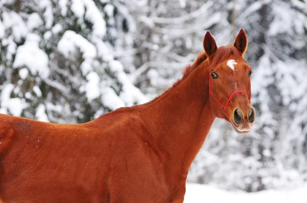 Red thoroghbred horse portrait on snow forest — Stock Photo, Image