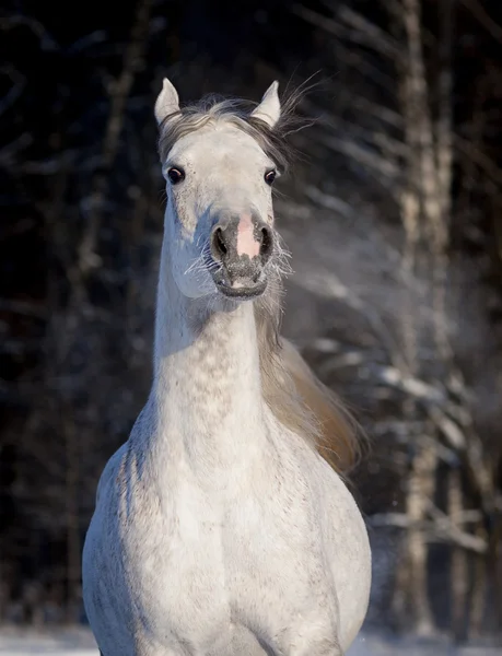 Caballo árabe corre libre en retrato de invierno — Foto de Stock