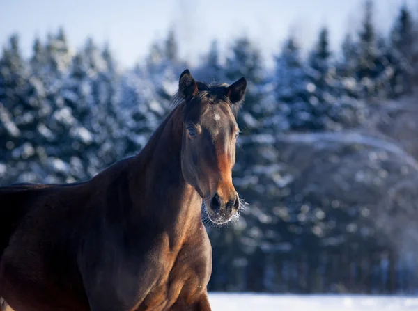 冬馬の肖像画 — ストック写真