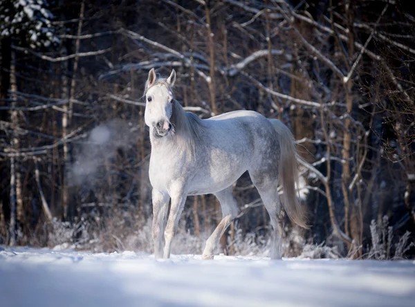 Cheval arabe libre court librement dans le champ — Photo