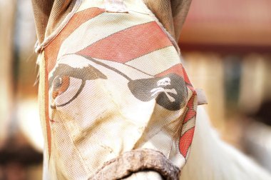 at komik maske içinde