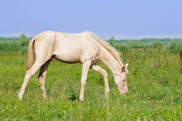 Perlino akhal-teke foal grazing in field — Stock Photo, Image