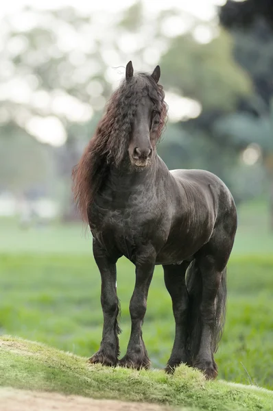 Friesian ló áll a zöld mezőn Stock Kép