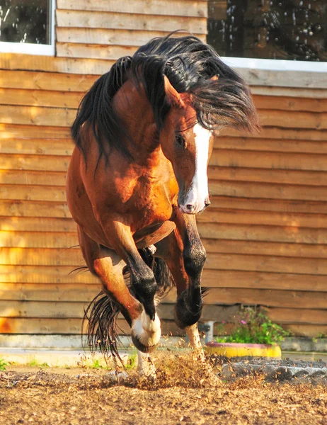 Vladimir Heavy Draft cheval jouant dans le paddock Images De Stock Libres De Droits