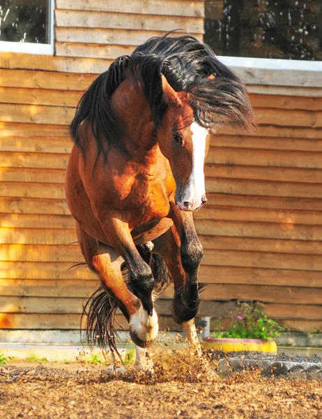 Vladimir Heavy Draft caballo jugando en el paddock Imagen de archivo