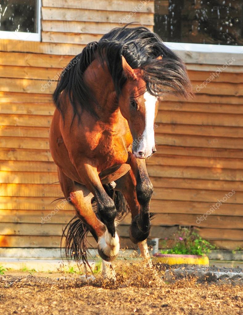 Vladimir Heavy Draft horse playing in the paddock — Stock Photo