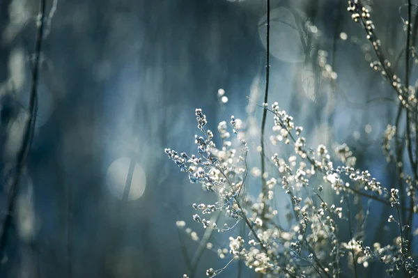 Winter dry grass — Stock Photo, Image