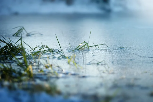 Frozen lake closeup detail with green plants frozen in it — Stock Photo, Image