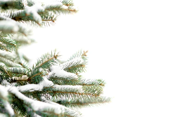 Rameau de sapin recouvert de neige isolé sur blanc avec espace de copie Photo De Stock