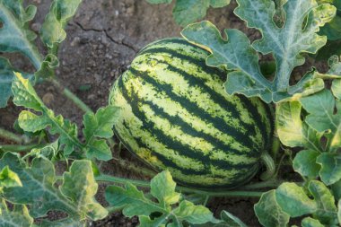 Karpuz bahçede şarkı söyler.