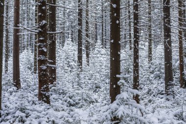 Kış orman manzarası. Ormandaki ağaçlar karların altında.