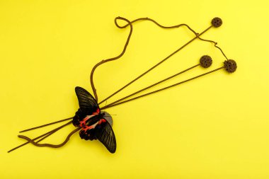 Tropikal kelebeğin minimalist tasarımı kurumuş çiçekler ve taşlar iyimser sarı bir zemin üzerinde.