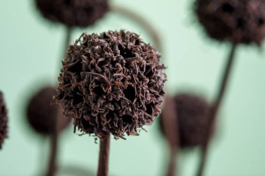 Yuvarlak şekilli kurumuş çiçek, geniş kanatlı..