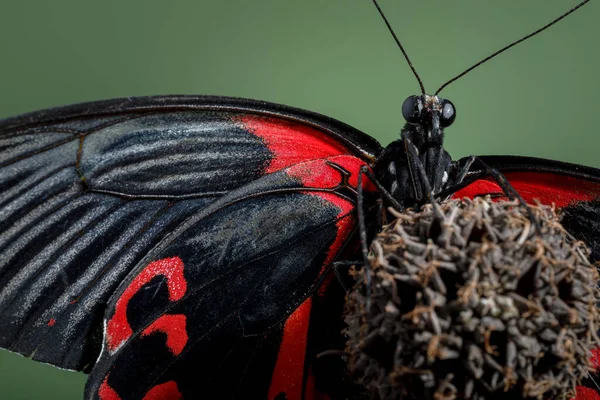 Tropischer Schmetterling Mit Einer Schönen Makrofarbe lizenzfreie Stockfotos