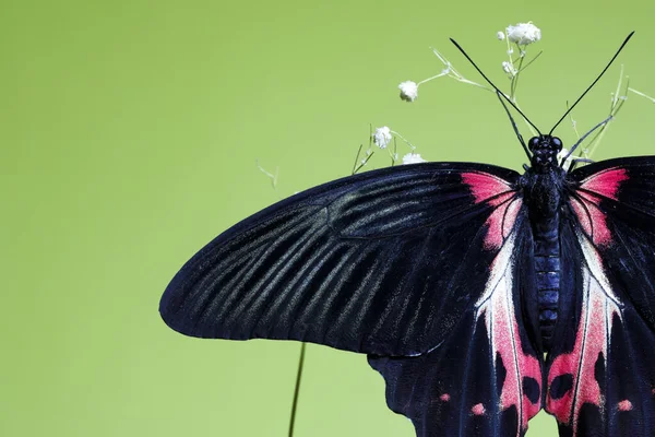 Tropischer Schmetterling Mit Einer Schönen Makrofarbe lizenzfreie Stockbilder