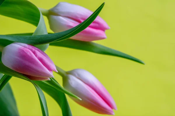Три Рожеві Тюльпани Крупним Планом Жовтому Тлі Стокове Фото