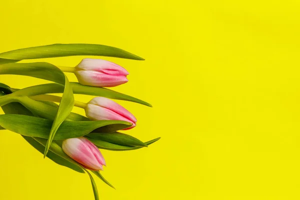 Drei Rosa Tulpen Großaufnahme Auf Gelbem Hintergrund Stockbild