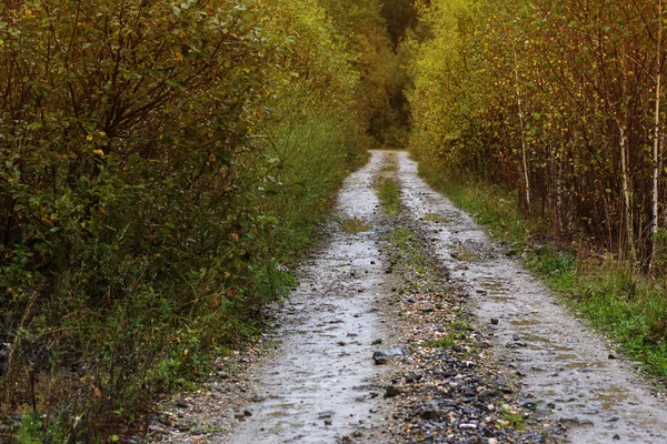 Paesaggio con una strada forestale . — Foto Stock