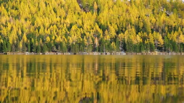Reflection of yellow larch forest in Lower Multinskoe lake in the Altai Mountains at late Autumn — Stock Footage Reflection of yellow larch forest in Lower Multinskoe lake in the Altai Mountains at late Autumn Video Clip