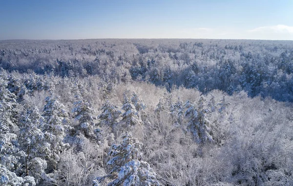 Aerial photo of forest under snow in winter season. Novosibirsk, Siberia, Russia