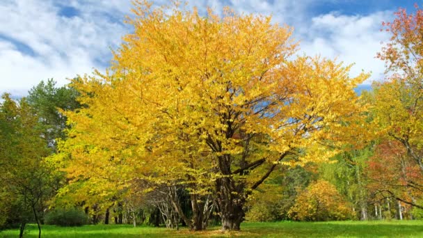 Video of a bird cherry tree with yellow leaves in a botanical garden in the autumn season. Novosibirsk, Siberia, Russia — Stock Footage Video Bird Cherry Tree Yellow Leaves Botanical Garden Autumn Season Stock Video
