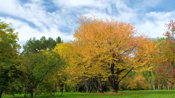 Time lapse video of a bird cherry tree with yellow leaves in a botanical garden in the autumn season. Novosibirsk, Siberia, Russia — Stock Footage Time Lapse Video Bird Cherry Tree Yellow Leaves Botanical Garden Royalty Free Stock Footage