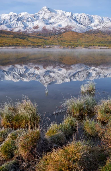 Tufted Hairgrass图库照片 免版税tufted Hairgrass图片 Depositphotos