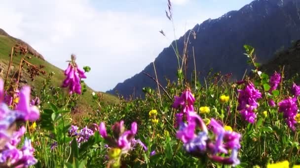 Campo de flores de montaña — Vídeos de Stock