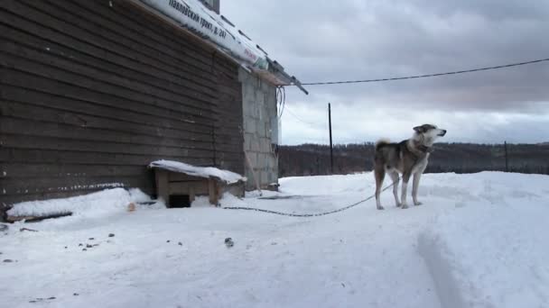 Perro encadenado cerca de casa — Vídeo de stock