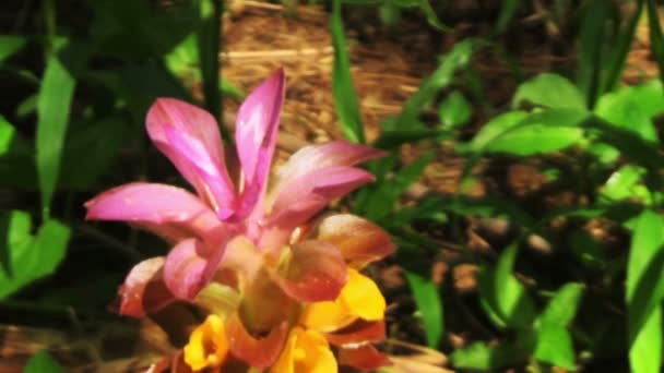 Güzel pembe çiçekler — Stok video