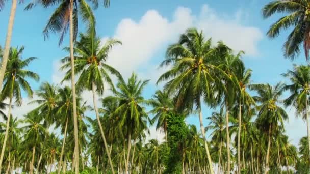 Tropikalna plaża z palmami — Wideo stockowe
