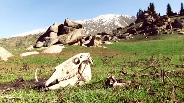 Montanha Paisagem idílica com crânio — Vídeo de Stock