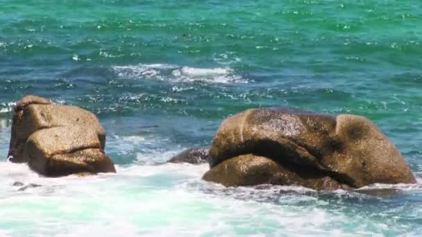 Surfer sur la plage tropicale — Video