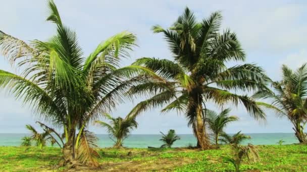 Spiaggia tropicale con palme — Video Stock