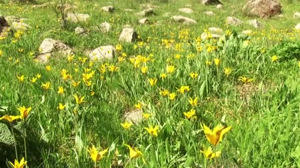 Champ de fleurs de montagne 