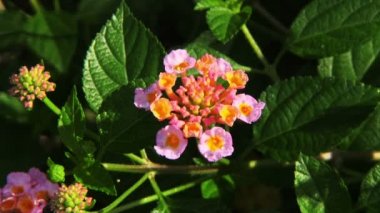 pembe tropikal çiçekler