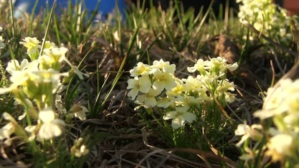 Маленькие белые дикие цветы — стоковое видео