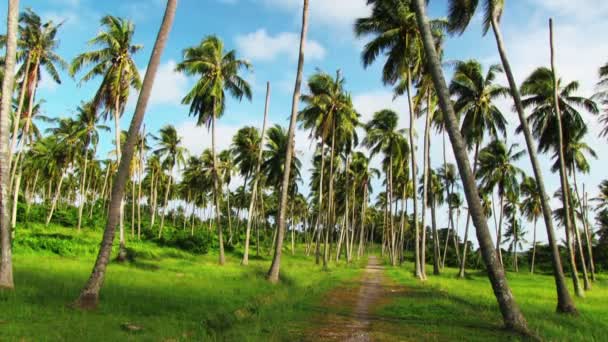 Tropik palmiye ağaçları — Stok video