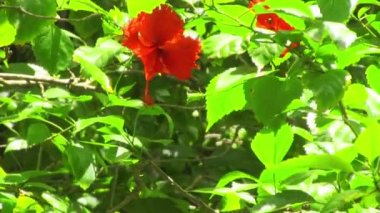 güzel kırmızı çiçekler 