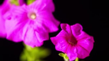 güzel pembe Petunya çiçek 