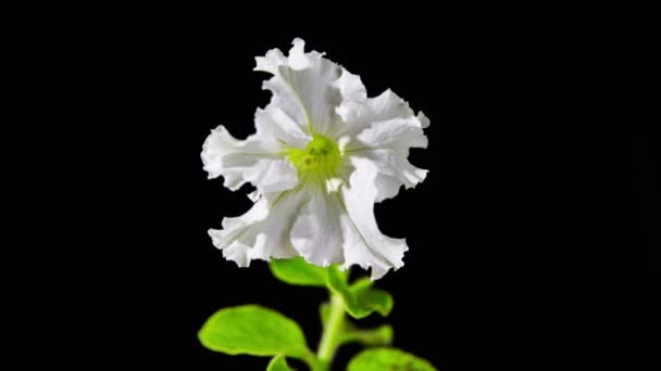 Красивый белый цветок петунии — стоковое видео