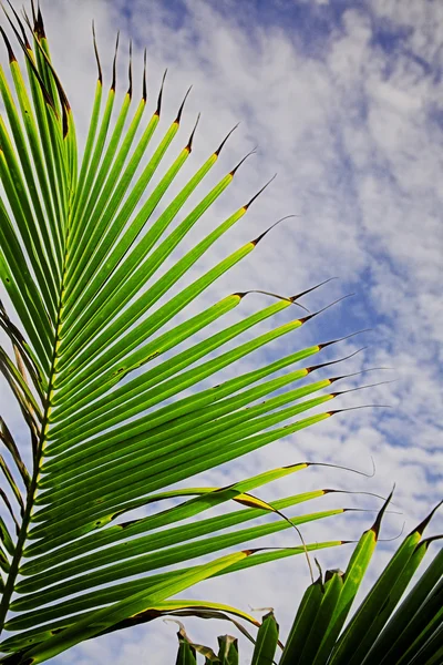 Hojas de palma en cielo nublado —  Fotos de Stock