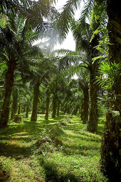 Плантация нефтяных пальм — стоковое фото