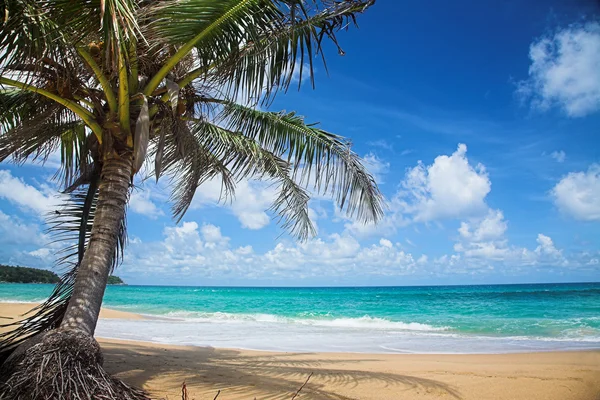 Palmier sur la plage de la mer . — Photo