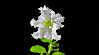 Petunya çiçek açılması kapatın. 