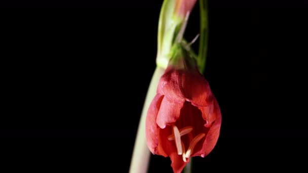 Amaryllis (pollinatörer sp.) blomma blommar. — Stockvideo