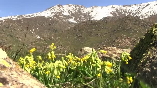 Κίτρινα λουλούδια με πράσινο γρασίδι — Αρχείο Βίντεο