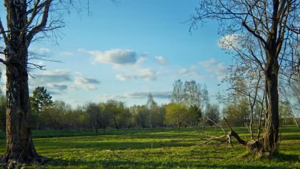 Bonita noche en el parque de primavera — Vídeos de Stock